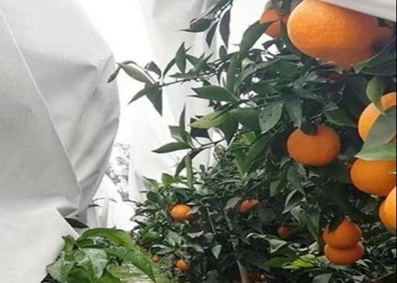 comprare Isolamento termico e giardino trasparente Tessuti compositi a prova di freddo non tessuti online manufacture
