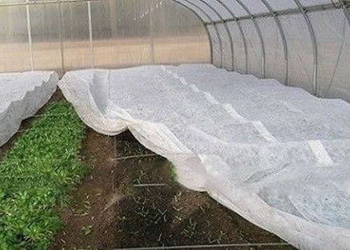 comprare Tessuti non tessuti per l'agricoltura moderna 100-600 mm Larghezza 0,5-1,5 mm Spessore online manufacture