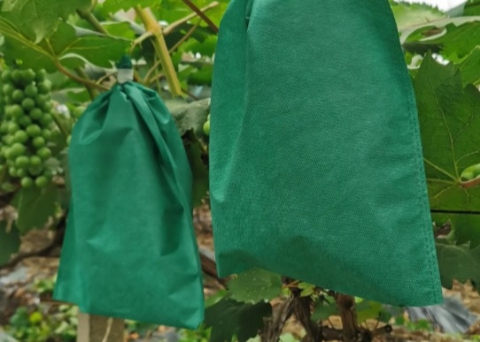 comprare Sacchetti di copertura non tessuti per la protezione di qualità superiore per la coltivazione di banane online manufacture