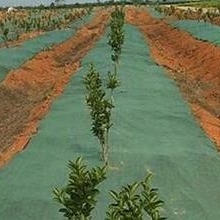 comprare Tessuto antierba in tessuto non tessuto   durabile, traspirante copertura del terreno per giardini e aziende agricole online manufacture