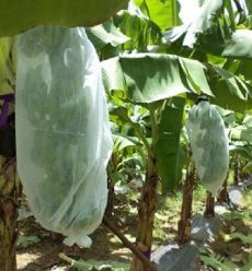 comprare Weed Control Agriculture PP Nonwoven for Planting Customize Weight Color Width Length online manufacture