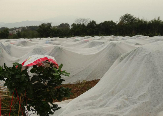 comprare Della copertura al suolo pp di agricoltura distribuzione dell'umidità del suolo del tessuto non online manufacture