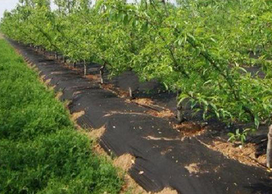 comprare Verde nero non tossico del tessuto del diserbo del tessuto di agricoltura paesaggio/della copertura al suolo online manufacture