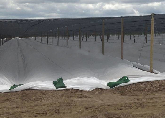 comprare Dei pp tessuto degradabile non, resistente UV del tessuto a terra del diserbo del manto vegetale online manufacture