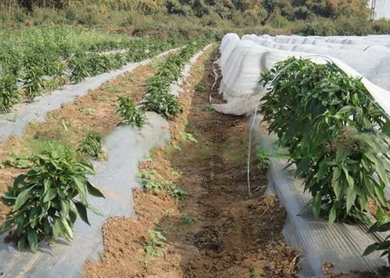 comprare Della copertura di agricoltura OEM non tossico di verdure del peso leggero del tessuto non disponibile online manufacture
