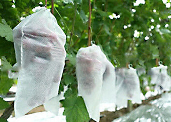 comprare Anti muffe 1% - 4% 300g/M2 sottoposto agli UV di agricoltura del tessuto non tossico non online manufacture