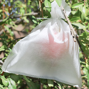 comprare Di alta tensione ISO14000 di agricoltura muffa 300g/M2 del tessuto non anti online manufacture