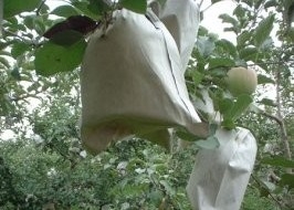 100% tessuto non tessuto in PP Larghezza 10-320 cm per sacchetti di frutta Tenere caldo
