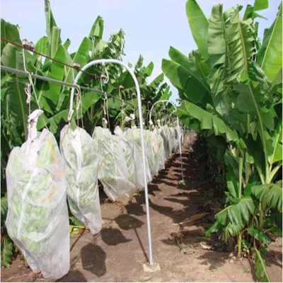 Sacchetti di copertura non tessuti per frutta traspiranti non tessuti per la protezione delle banane e delle uve