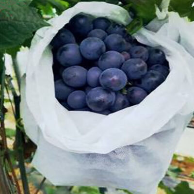 Grape Banana Agricoltura Non tessuto maniche di frutta respirabile per sacchi di imballaggio